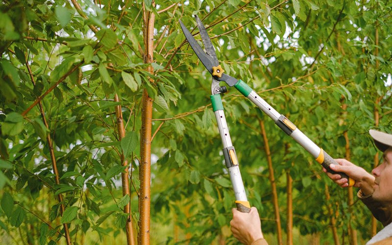Tree trimming in Leaf River, IL
